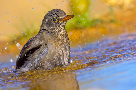 桑伯利亚黑鸟Turdusmerula森林池塘地中海森林卡斯蒂利亚和莱昂西班牙欧洲鸟类生活洗澡保护背景