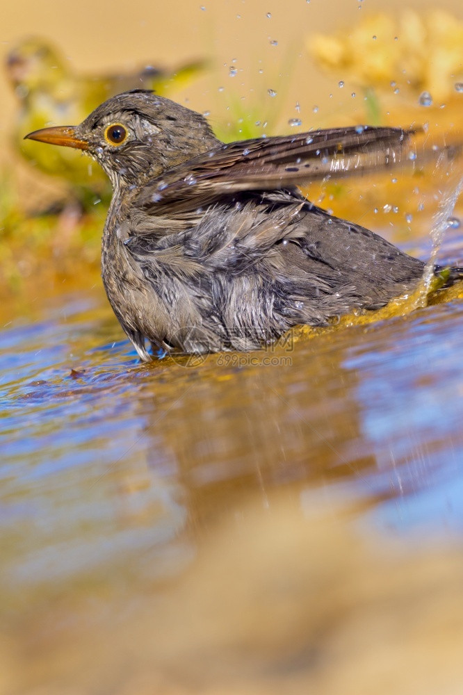 生态旅游动物黑鸟Turdusmerula森林池塘地中海森林卡斯蒂利亚和莱昂西班牙欧洲鸟类学图片
