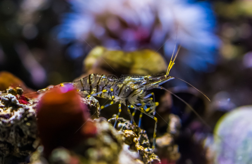 线虫一条在水下岩石上行走的普通大虾帕莱蒙波罗的海图片