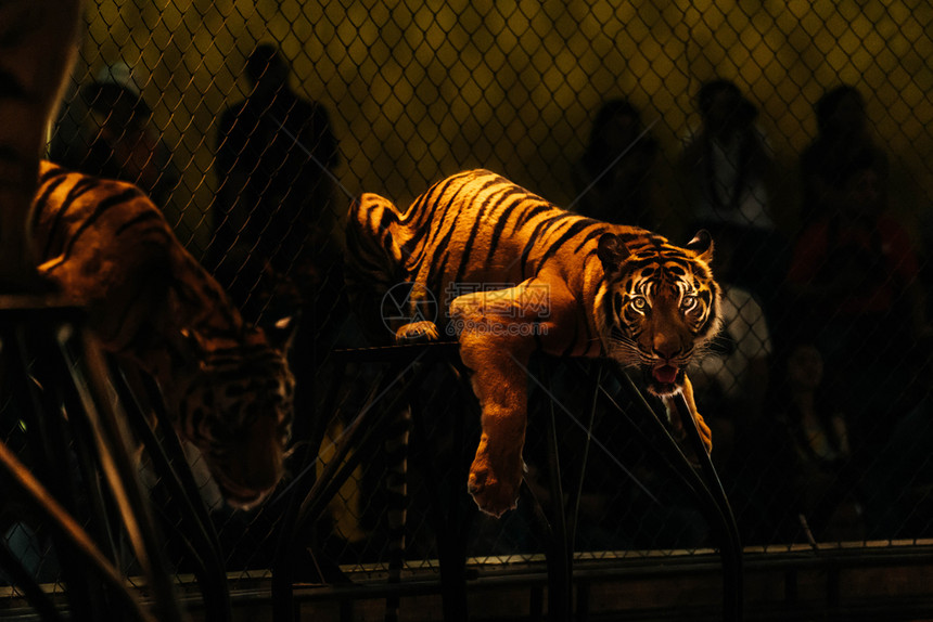 肉食动物哺乳在园的孟加拉虎黑暗背景猫图片