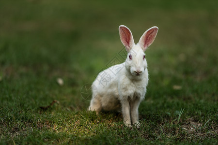 草地上的白兔图片
