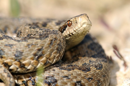 最多蝮蛇科加法器最濒临灭绝的蛇在欧洲Viperaursiniirakosiensis背景
