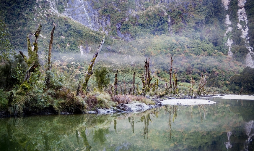 古老的河流穿过原始森林绿色叶子蕨类植物图片