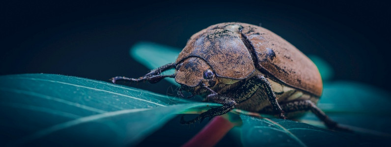异国情调金龟子叶上的老甲虫大型关闭野生物照片有角的背景图片