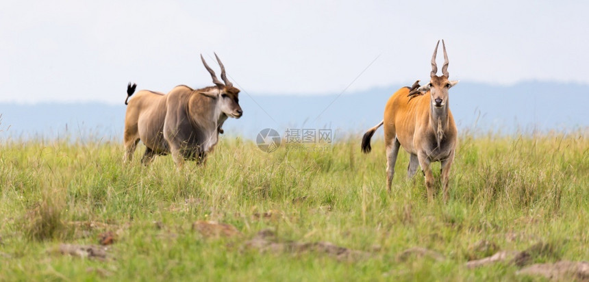 肯尼亚热带草原上不同植物之间一种Elend抗洛在肯尼亚热带草原上不同的植物之间艾伦德羚羊放牧图片