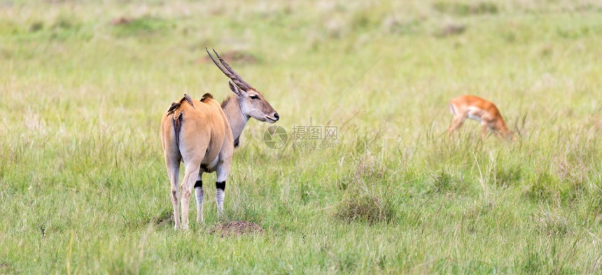自然肯尼亚热带草原上不同植物之间一种Elend抗洛在肯尼亚热带草原上不同的植物之间东马拉图片
