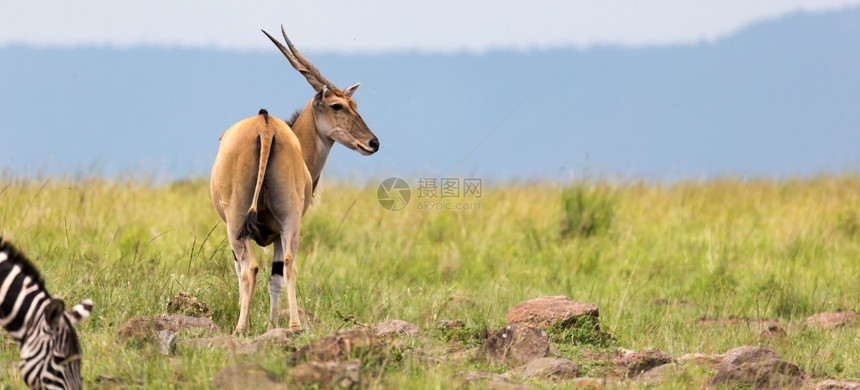 野生动物肯尼亚人羚羊热带草原上不同植物之间一种Elend抗洛在肯尼亚热带草原上不同的植物之间图片