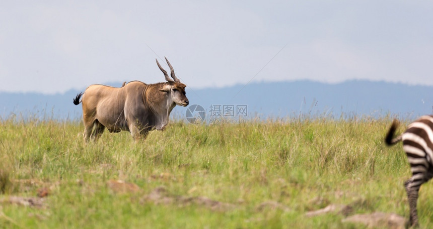 场地肯尼亚热带草原上不同植物之间一种Elend抗洛在肯尼亚热带草原上不同的植物之间有蹄类公园图片
