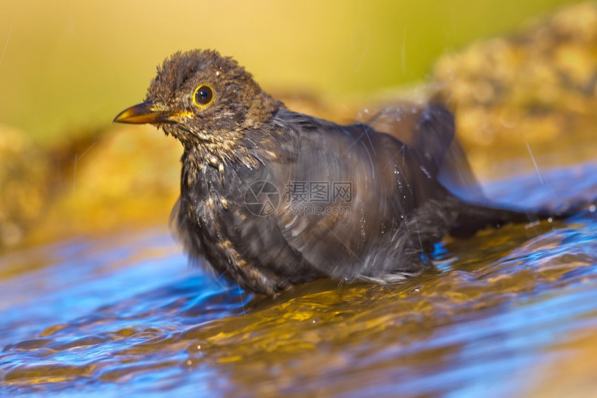 生态湿的物多样黑鸟Turdusmerula森林池塘西班牙森林卡斯蒂利亚和莱昂西班牙欧洲图片