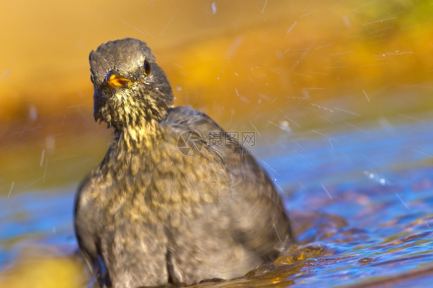伯德黑鸟Turdusmerula森林池塘西班牙森林卡斯蒂利亚和莱昂西班牙欧洲生物多样喙图片