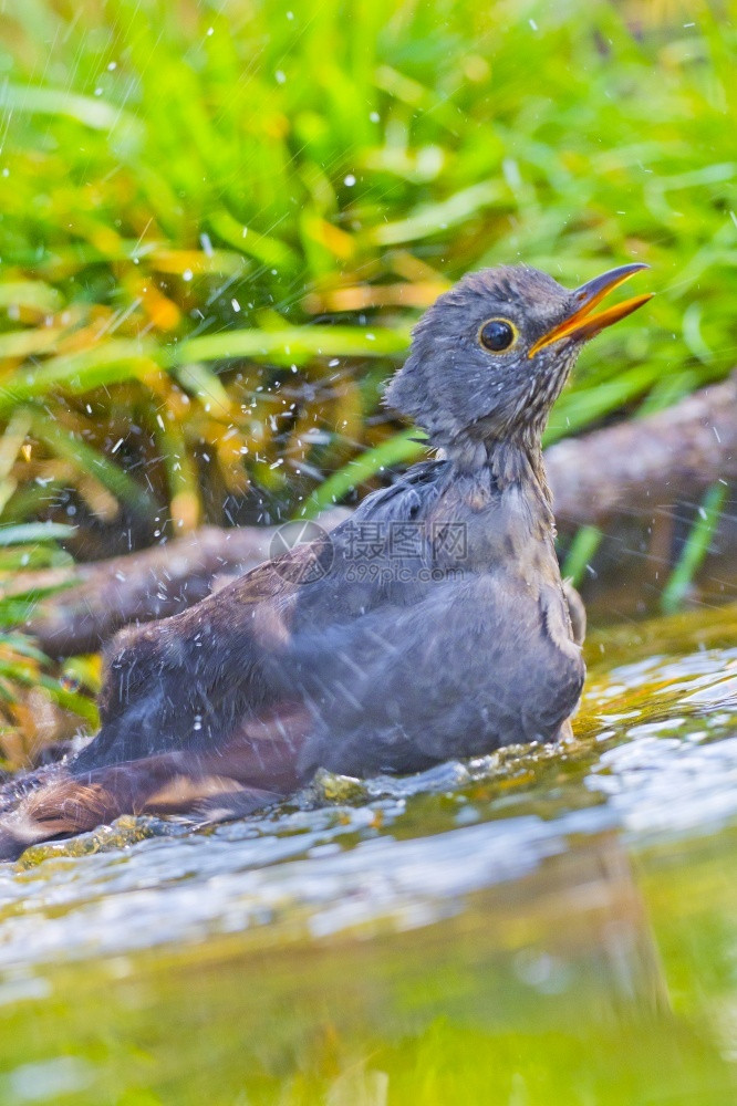 生态系统图尔杜斯黑鸟Turdusmerula森林池塘西班牙森林卡斯蒂利亚和莱昂西班牙欧洲洗澡图片