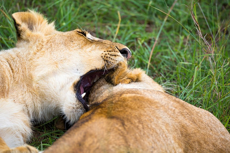 打哈欠狮子桑布鲁一些幼狮相互依偎玩耍两只幼狮相互依偎玩耍幼兽塞伦盖蒂背景