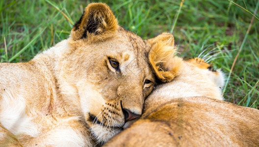 保护一些幼狮相互依偎玩耍两只幼狮相互依偎玩耍马拉年轻的图片