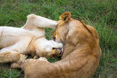 恩戈罗非洲白色的一些幼狮相互依偎玩耍两只幼狮相互依偎玩耍图片