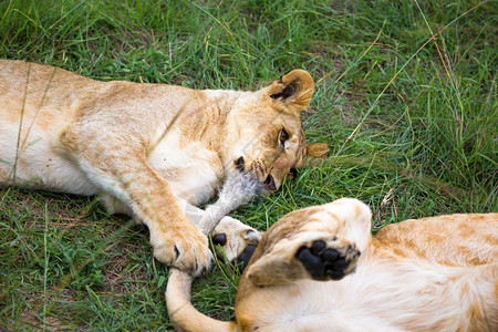 肯尼亚非洲人荒野一些幼狮相互依偎玩耍两只幼狮相互依偎玩耍图片