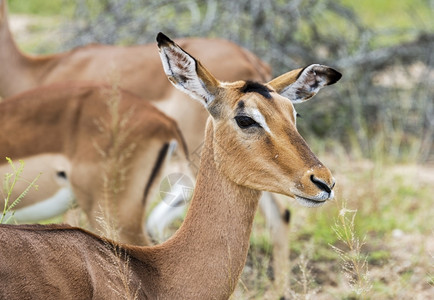 非洲南部公园的女林马拉克鲁杰弗劳福纳野生动物图片