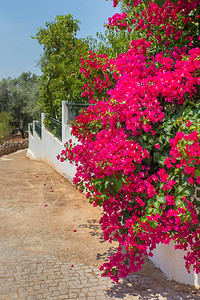 过度生长街道粉红色的果树花朵在白墙上开沿途园中的白墙上粉色图片