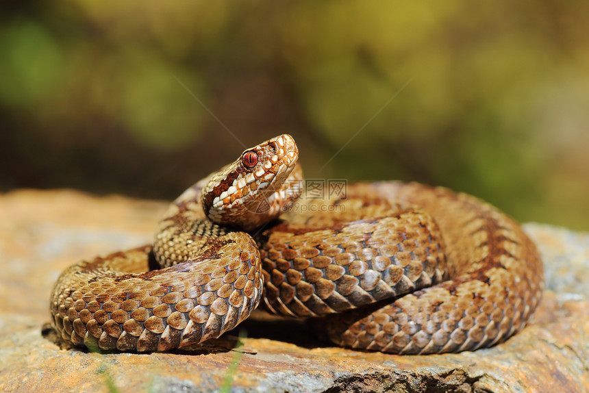 动物群爬虫学危险的欧洲跨过普通毒蛇在岩石上烘烤Viperaberus图片