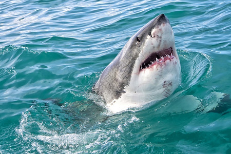 鲨鱼嘴危险的肉食大白鲨鱼卡查罗东珊瑚礁甘斯巴伊西开普南非洲荒野背景