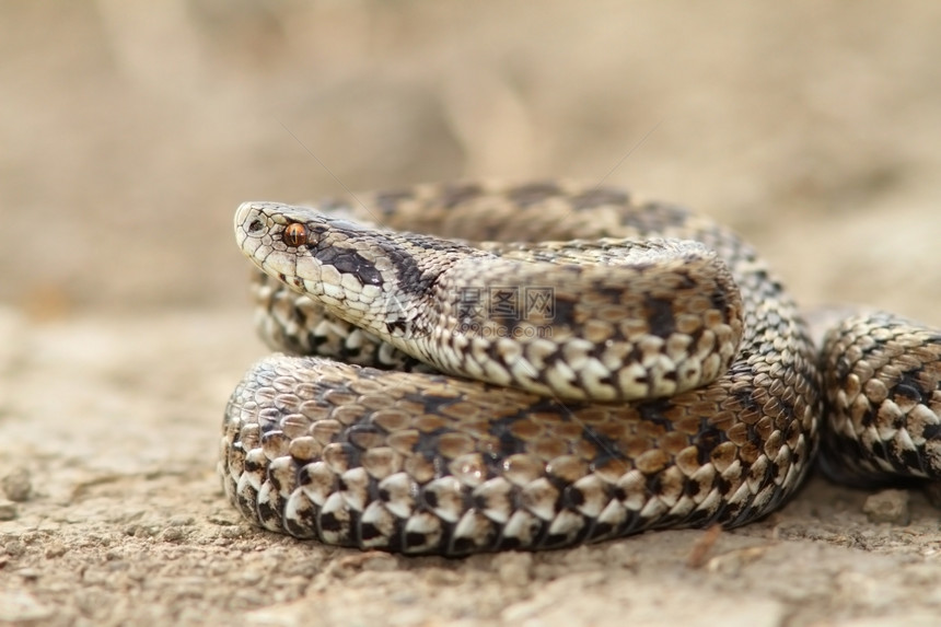 关闭雌草甸毒蛇Viperaursiniirakosiensis欧洲的捕食者野生动物图片