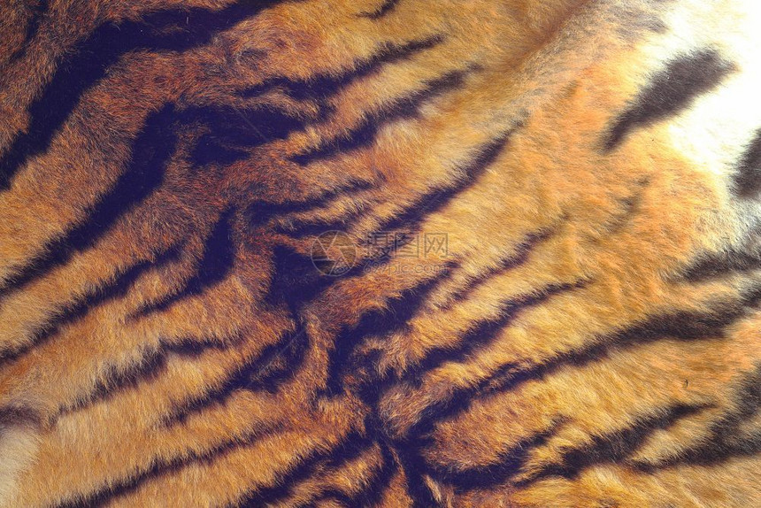 黑条纹的老虎毛皮古的外观野猫捕食者兽图片