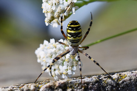 一只蜘蛛高清蛛形纲动物美丽的在野生阿吉罗比布伦尼奇一只蜘蛛在野外花朵上昆虫背景