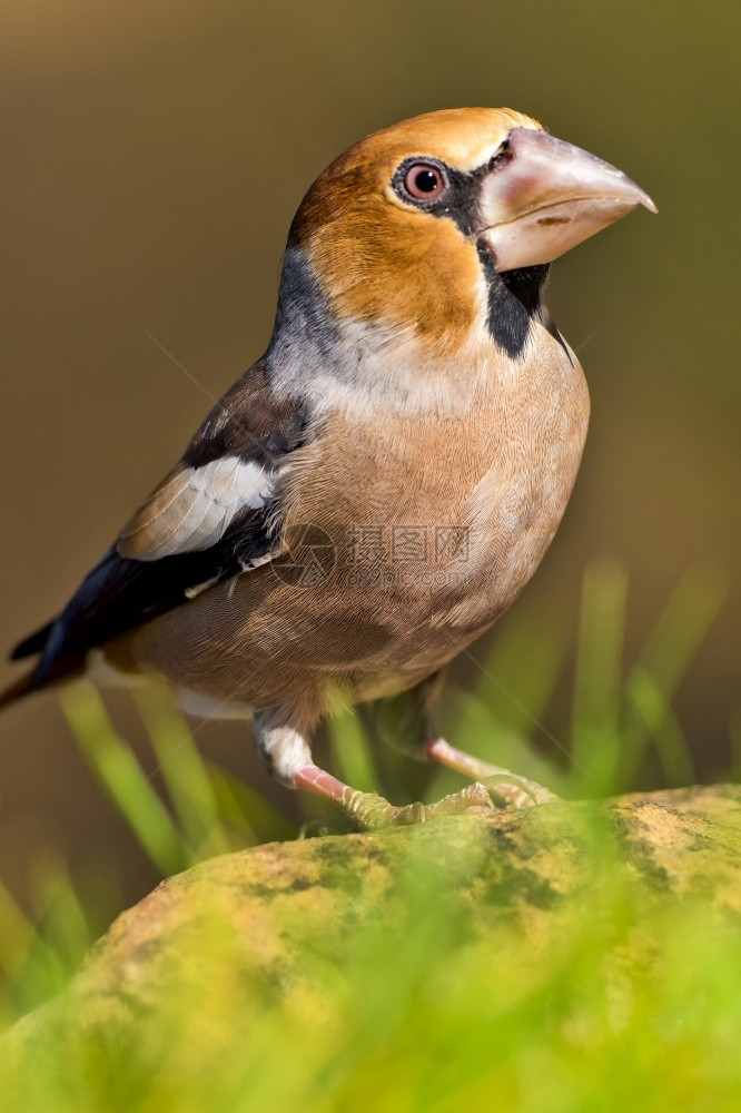 生态系统物学HawfinchCoccothraustescoccothraustes地中海森林卡斯蒂利亚和莱昂西班牙欧洲帕克兰图片