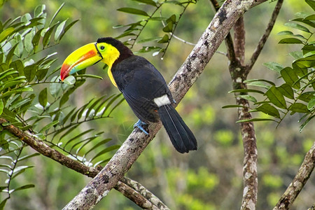 拉法斯托斯KeelbulledToucan硫化和冷冻Toucan彩虹卷式ToucanRamphastos硫磺热带雨林哥斯达黎加中美洲可爱的背景