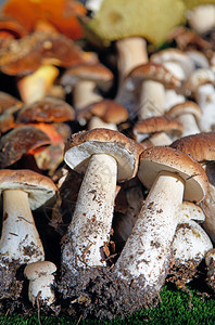 埃德尔皮尔兹菌根营养收成一些不同的野生蘑菇安排了食用蘑菇背景