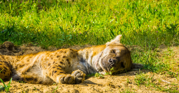 非洲沙漠野狗睡在地上的土狼近距离肖像来自非洲沙漠的野狗食肉动物掠者捕图片