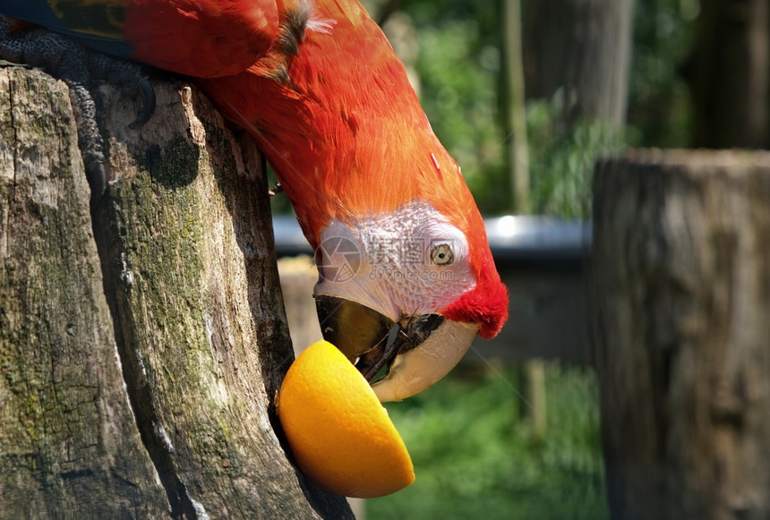 吃橙子的鹦鹉图片