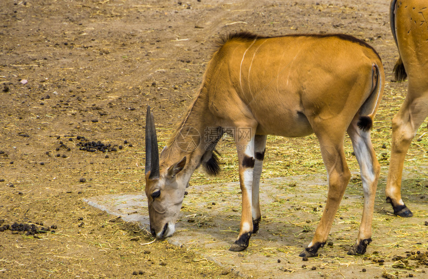 动物园有蹄类动物食用地干草的普通电子土地来自非洲的热带羚羊图片