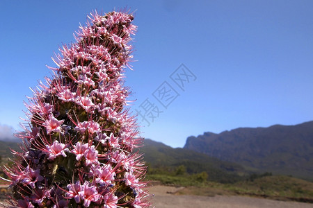 塔吉纳斯特金丝雀蕊塔布里恩特TajinasterosadoEchiumwildpretiitrichosyphonCalderadeTab背景