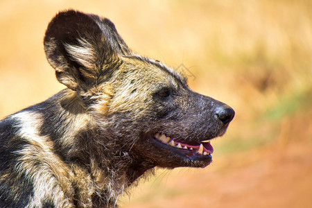 非洲野狗莱肯比古斯犀牛和狮子自然保护区非洲南菲卡牙齿利昂苹果浏览器图片