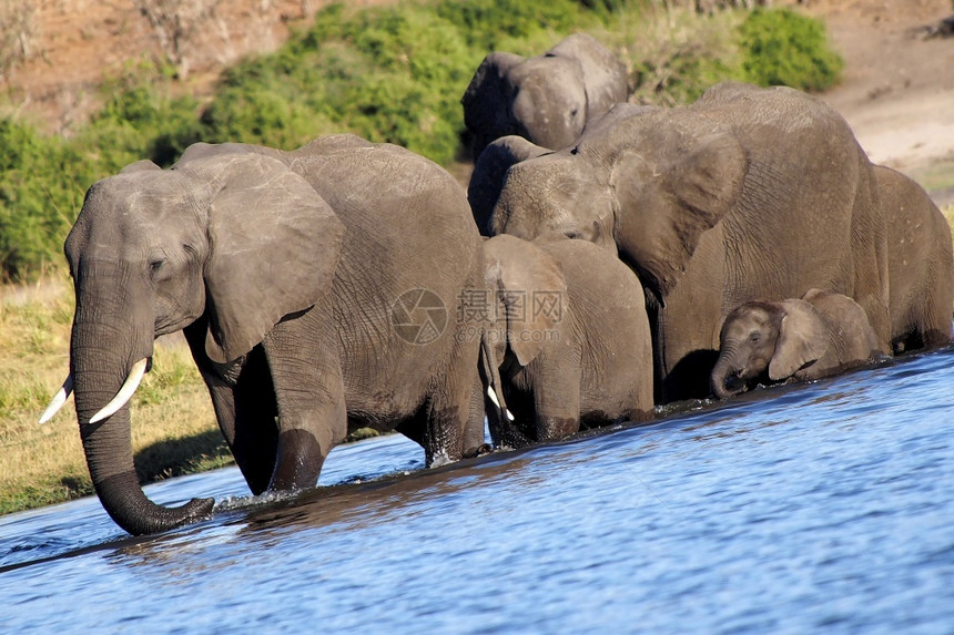 大象非洲LoxodontaAfriana非洲博茨瓦纳乔贝公园皮肤非洲人观察图片
