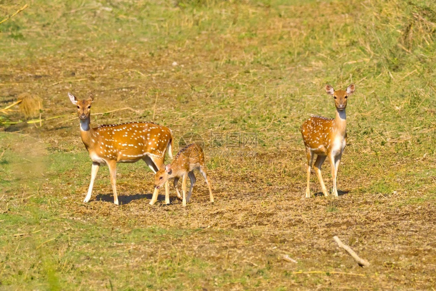 旅游生态系统物学斑点鹿CheetalAxisAxisAxisDeerRoyalBardiaNationalParkBardiya图片