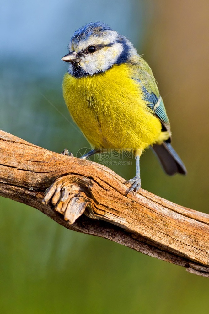 蓝山雀地中海森林卡斯蒂利亚和莱昂西班牙欧洲观鸟自由然图片