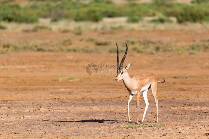 萨凡纳东肯尼亚大草原上的格兰特瞪羚肯尼亚大草原上的格兰特瞪羚授予图片
