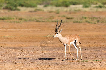 国民肯尼亚大草原上的格兰特瞪羚肯尼亚大草原上的格兰特瞪羚安博塞利授予图片