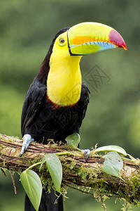 红胸巨嘴鸟KeelbulledToucan硫化和冷冻Toucan彩虹卷式ToucanRamphastos硫磺热带雨林哥斯达黎加中美洲国野生背景