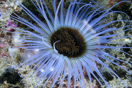 管栖海葵刺胞动物西班牙高清图片