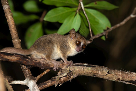 地方病自然看拉诺玛法纳树枝上的一只小老鼠狐猴夜间拍摄树枝上的一只小老鼠狐猴夜间拍摄背景