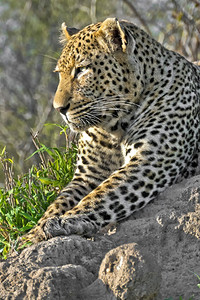 保护豹Pantherapardus克鲁格公园南非洲旅游猎人图片