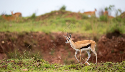 汤姆索尼特羚羊非洲高清图片