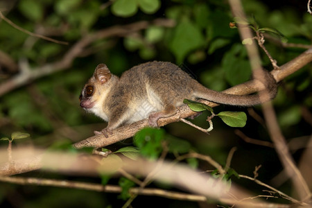 荒野动物一只老鼠狐猴沿着树的枝走动一只老鼠狐猴沿着树枝走动户外图片