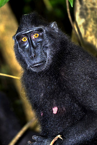 美丽生态MacaqueCelebesCrestedMacaqueCrestedBlackMacaqueMacacanigraTa图片