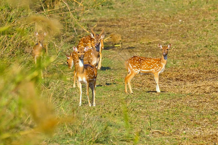 切塔尔生态旅游斑点鹿CheetalAxisAxisAxisDeerRoyalBardiaNationalParkBardiyaP图片