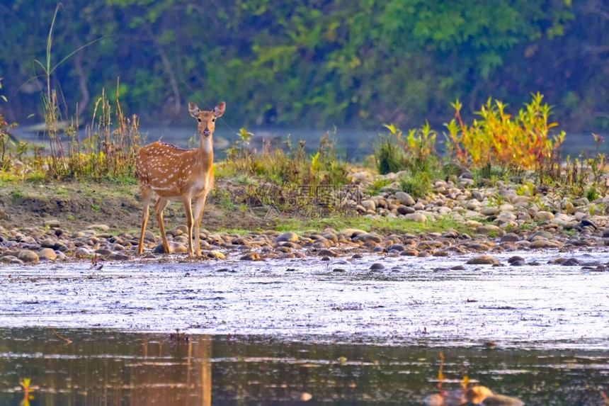 斑点鹿CheetalAxisAxisAxisDeerRoyalBardiaNationalParkBardiyaPark尼泊尔亚图片