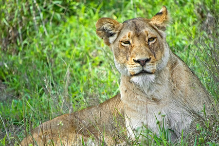 旅行游狮子PantheraLeoKruger公园南非洲生态旅游图片