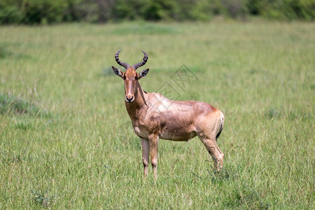 孔戈尼背部非洲肯亚稀树草原的哈特人肯尼亚稀树草原的哈特人图片
